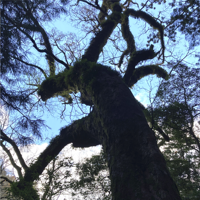 Primeval forest of Japanese horse-chestnut trees
